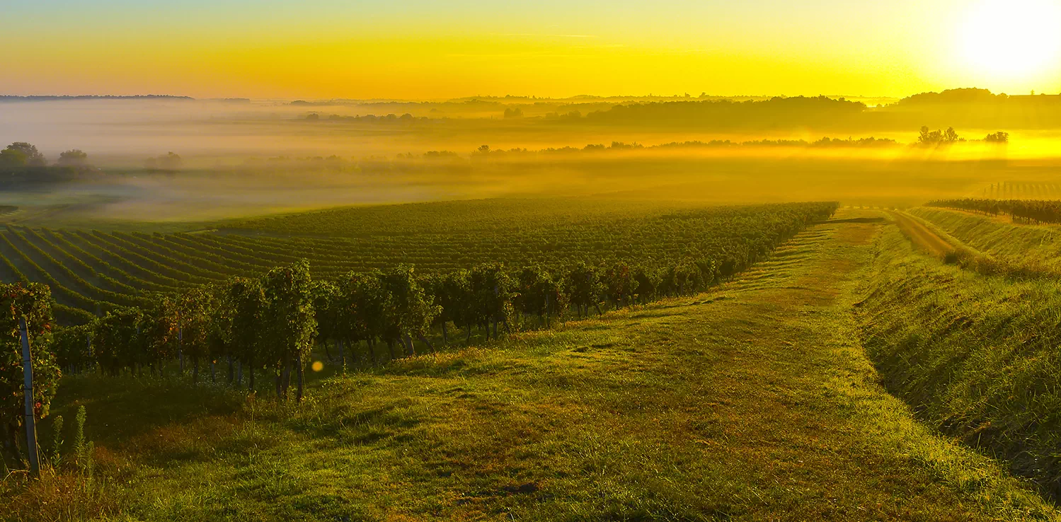Vignobles Guillaume Bergeon — photo 7