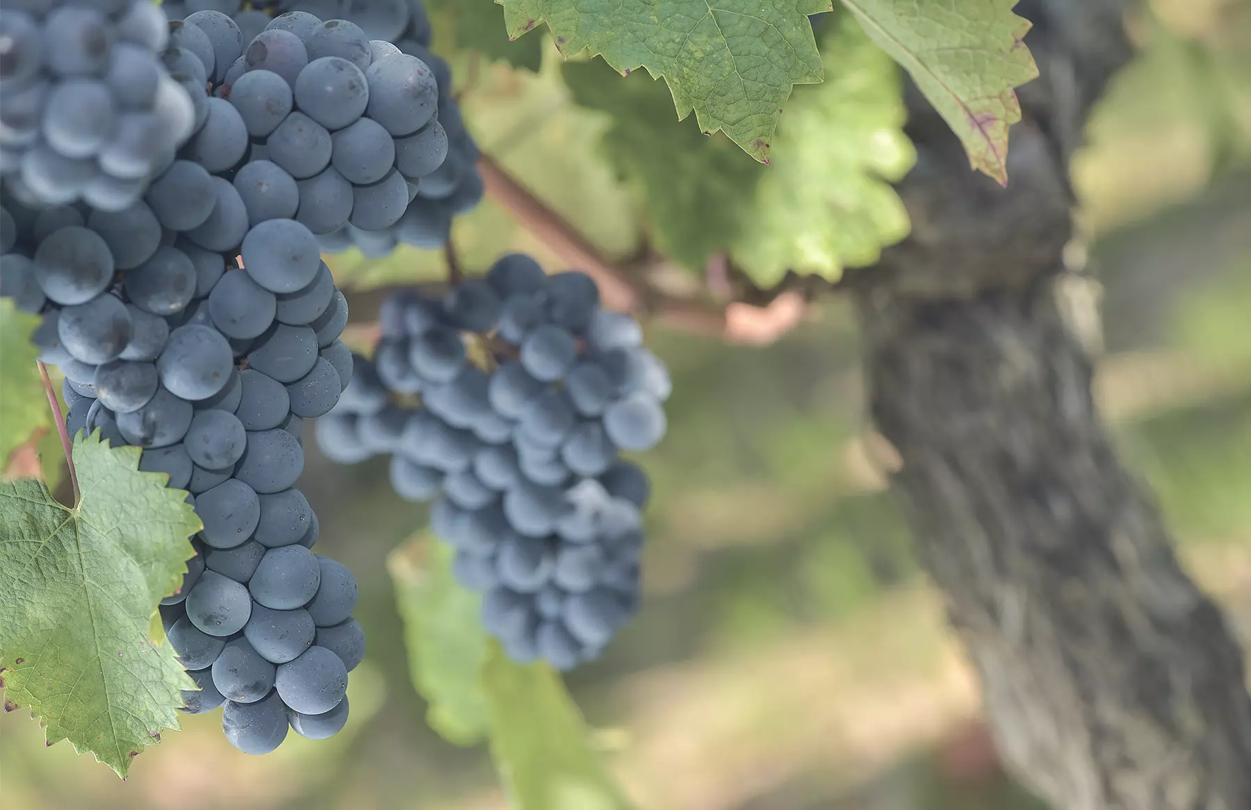 Vignobles Guillaume Bergeon — photo 5